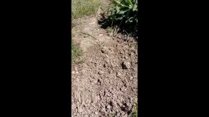 ананас высаживаем в грунт эксперемент