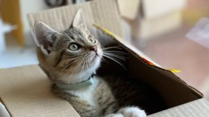 Котики и коробки)