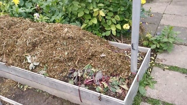 Посадка и сбор чеснока. Дача как хобби.
