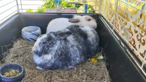 Кролики🐰🐇 на природе