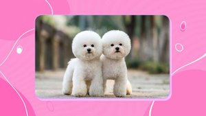 🐾ПЕРВАЯ СОБАКА /🐶 ТОП 10 ПОРОД СОБАК ДЛЯ НОВИЧКОВ 🏆 #собака #забавныесобаки #щенкивидео #собакивиде