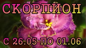 СКОРПИОН таро прогноз на неделю с 26 МАЯ по 1 ИЮНЯ 2025 года.