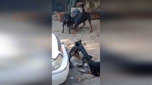 Щенки добермана
