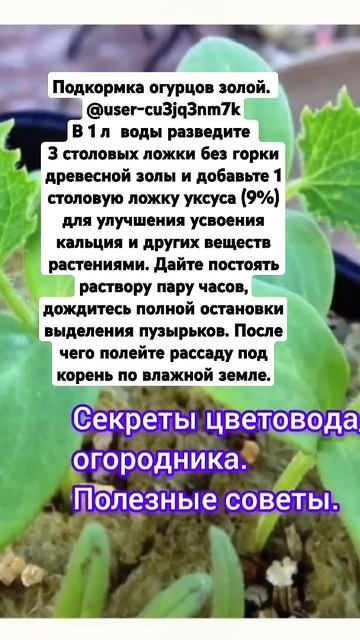 Подкормка огурцов золой смотреть онлайн