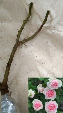 Новые саженцы роз в этом году