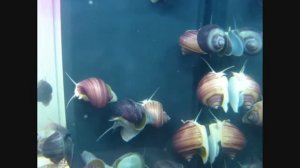 Улитки Ампулярии - Черничные, Розовые и Голубые.