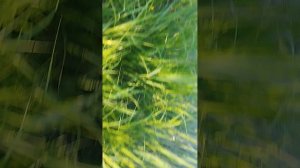 Обзор на пожарный пруд