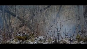 Природа Московской области – посёлок Мещерино