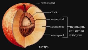ПЕРЕДАЧА ЭНЕРГИИ ЧЕРЕЗ ПРОВОДА НЕРВЫ