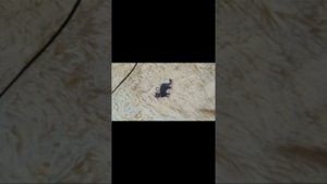 🌿Влог мой обычный день✨ катаемся на роликах, распаковка и поездка на ферму клубники