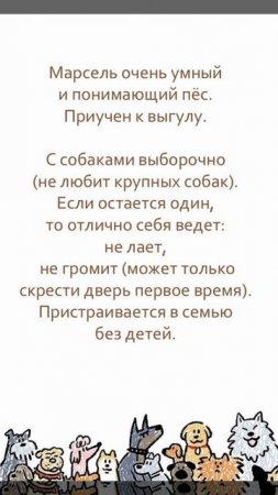 ❤ Ищет дом наш подопечный «шоколадный заяц» - фенотип спаниеля Марсель. 🏡 🐶