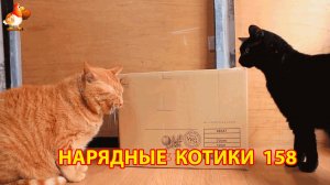 Нарядные Котики расслабляются на солнышке 🌞 🐈🐈🐈 (158)