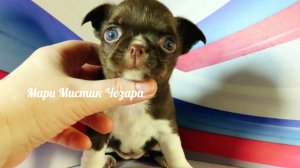 Ласковые, социализированные, ЗДОРОВЫЕ #ЩЕНКИ от 1,5 месяцев #купитьчихуахуапродающенков 89215950848