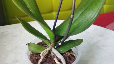 Что делать с орхидеей после покупки. Моя новая орхидея.