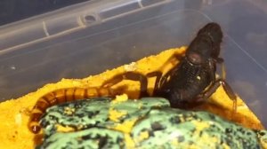 СТРАШНАЯ ПУСТЫНЯ КАЛАХАРИ!!! Гиблое Место Африки!!! #афр