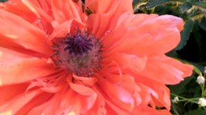 Далекий город 10 серия русская озвучка | Турецкий сериа