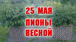 25 мая. Пионы весной