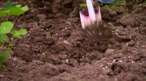 Осенняя подкормка плодовых деревьев - 7 дач