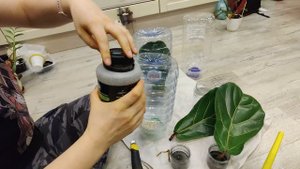 Как сделать тепличку для укоренения листа фикуса лирата из пластиковой бутылки