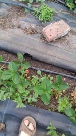 Ягода Донецка, клубника местная пошла спеть, открытый грунт
