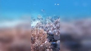 Нячанг. Популярное направление у туристов к побеленны