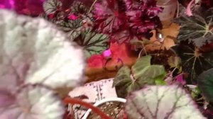 video_20250525_205637.mp4излишка на 26 мая 2025.