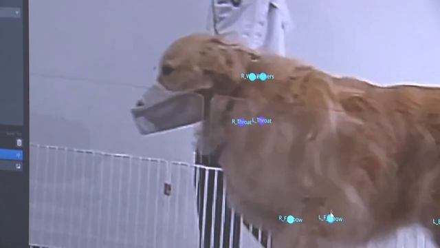 🐶📲Доктор AIболит: технологии ИИ меняют диагностику и лечение животных в Южной Корее