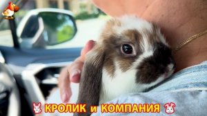 Кролик вислоухий в компании друзей 🐰🐤🦆🐕 (1)