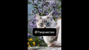 Обои