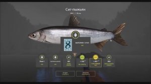 Сиг Пыжьян, река Белая, выполнение юбилейного задания, игра Русская рыбалка 4