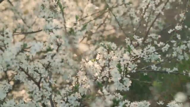 «БЕРЕГИ ПЛАНЕТУ» авторы слов Амина Абдрашитова (10 лет) Бикбау Ольга . Композитор Бикбау Ольга
