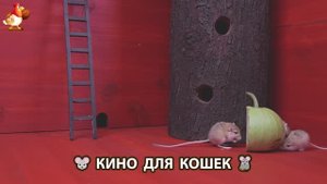 Видео для кошек про крысок развлекать питомцев 🐭🐀😂 (121)