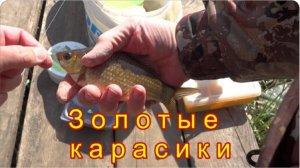 Карасики клевали золотистые, но не крупные. Рыбалка на новом месте.