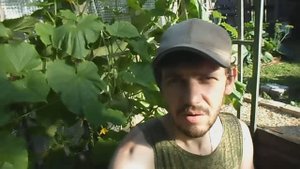 ВЫШЕЛ СОБИРАТЬ ОТЛИЧНЫЕ ОГУРЦЫ В ПАРНИКЕ, 03 АВГУСТА 2017