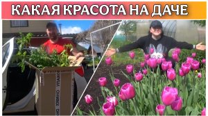ВЛОГ! Наконец-то повезли рассаду из квартиры на дачу👍/Лучше поздно чем никогда😊/На даче весной!!!