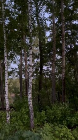 Пение птиц завораживает ❤️