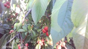 Обзор почти созревшего урожая нашей черешни