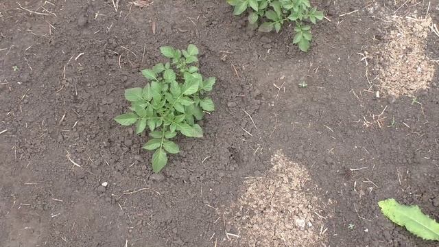 Картофель из семян через две недели после высадки в грунт