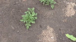 Картофель из семян через две недели после высадки в грунт