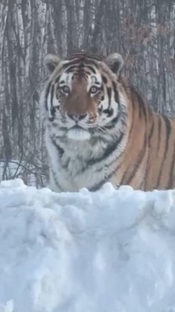 Встреча с огромным Амурским тигром в Хабаровском крае
