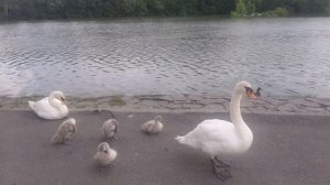 🦢🦆🦢🦆🦢🦆В СТАРОЙ ЦЕРКВУШКЕ У ОЗЕРА СИНЕГО, ТАМ ГД?