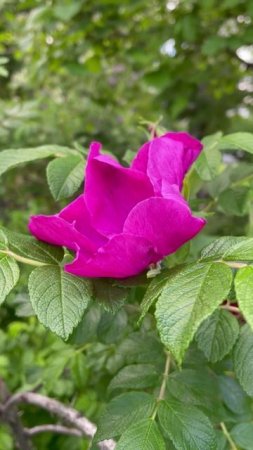 Шиповник садовый #цветы #garden #растения #flowers #природа