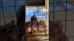 Щенки Американский Булли 4 месяца