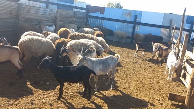 Понос диарея у овец и баранов. Что делать? смотреть онлайн