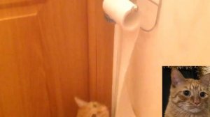 Кот разматывает туалетную бумагу