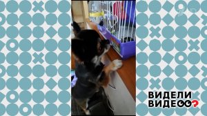 Чихуахуа Каспер. Видели видео? Фрагмент выпуска от 25.05.2025