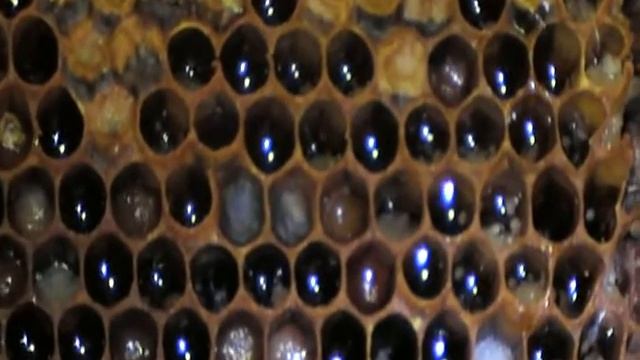 О Нашей Перге.