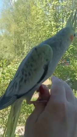 Ручной птенчик Кореллы 1,5 мес.