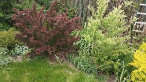 Мой цветник за летний кухней.