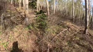 Охота на медведя с лайками в горах Алтая 2.